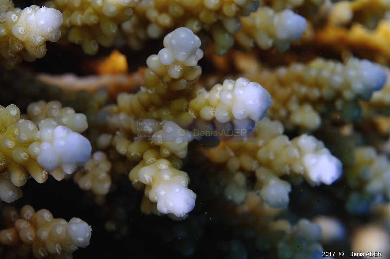 Acropora plantaginea-Safaga Tobia kebir-18m-20171120-Denis-ADER-DSC_3124_tn.jpg